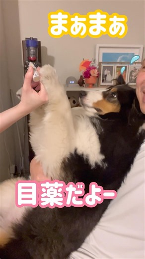 🐶 目薬を真剣白刃取りするシェルティー(Sheltie stopping eye drops…!)