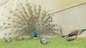 Download peacock walk in the zoo for free