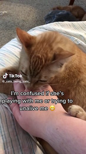 orange cats are a different breed 🧡#catsoftiktok #pets #trending #petsoftiktok #catlover #why #cats