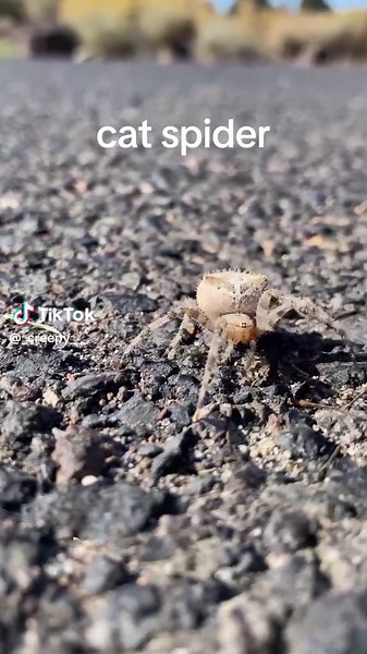 S p i d e r #fyp #fy #foryou #foryoupage #foryourpage #like #comment #share #viral #trending #_creepy___ #spider #cat #spidertok #catspider #scary #arachnophobia