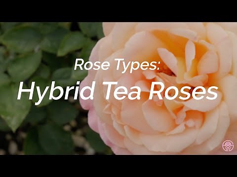 Rose Types: What are Hybrid Tea Roses?