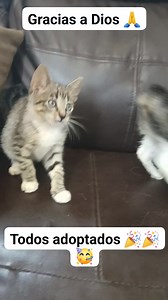 1.8K views · 241 reactions | Nos sentimos muy felices x el gatito MÁX de 4 meses y medio aproximadamente que hoy tuvo su FINAL FELIZ  ERA EL ÚLTIMO DE UNA CAMADA DE 5 BBS RESCATADITOS CON LA MAMÁ EN UN UPC DEL SUR YA TODOS LOS BBS INCLUYENDO A LA MAMÁ TIENEN HOGARES RESPONSABLES  GRACIAS A SU RESCATISTA Y TAMBIÉN A SUS ADOPTANTES ❤️‍啕 | Adopción Animal Guayaquil - AG | Facebook