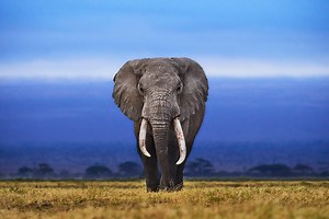 Scientists Put a Tiny Elephant Inside a Living Cell