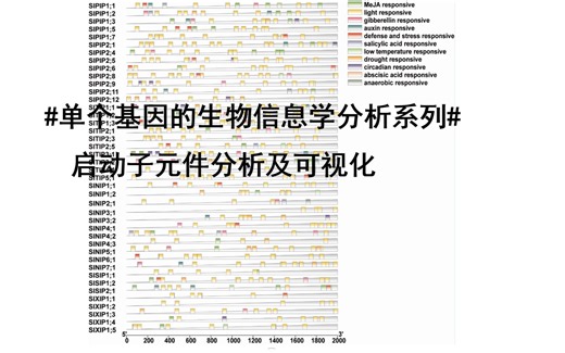 #单个基因的生物信息学分析-3#启动子元件分析！！！TBtools可视化