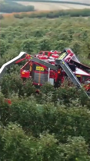 Felix Z Fruit Harvester in Action Ultra Fast Orchard Machine #harvester #orchard #apple