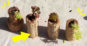 Beginner's DIY Wine Cork Planters Tutorial