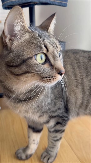 #猫 #キジトラ #cat #shorts #パティ #ねこのいる生活