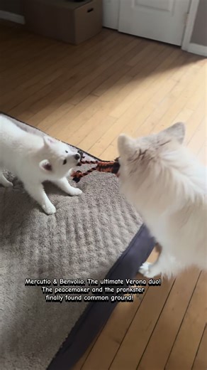 Referring to Benvolio's role as a peacemaker and Mercutio's witty, impulsive nature…Finally playing together! #Puppy #SeniorDog #Playing #Mercutio #Benvolio
