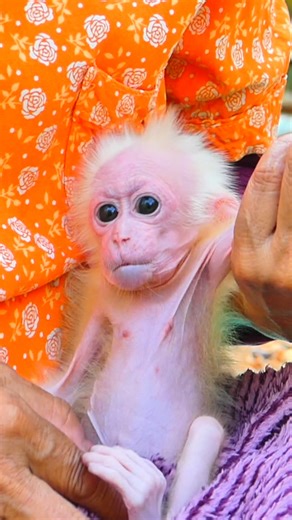From Lonely Sadness to Comforting Care – Baby Monkey Lucy’s Sad Journey Inspires Everyone ❤️ 🌽 🍊 #Monkeyvideos #Monkeyreels #BabyMonkeyLucy | Monkey TV168