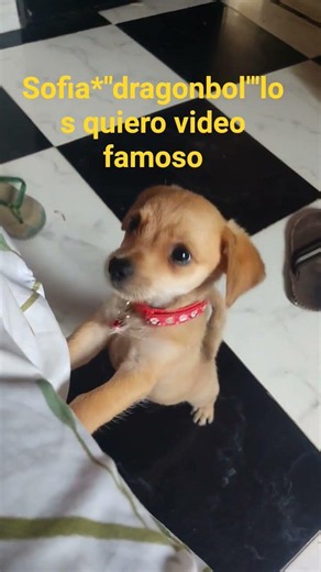 Sofia*música*soy de los siete mil video viral