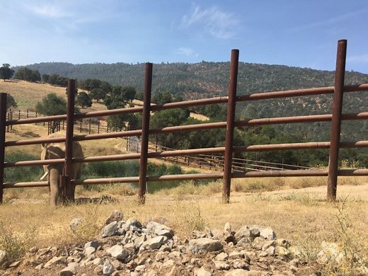 PAWS Sanctuary: Where Exploited Elephants Can Live Freely and Heal