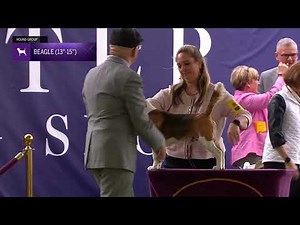 Beagles, 15 Inch | Breed Judging 2024