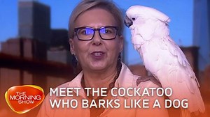 1.4K views · 12 reactions | Violet the Cockatoo has become a neighbourhood favourite in New York, after a video of her barking like a dog went viral!  | The Morning Show | Facebook
