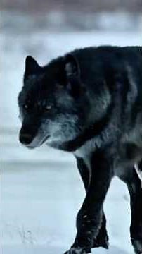 The Legendary Power of the Gray Wolf Pack #shorts #viralshorts