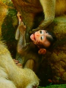 Baby cry distress during away Mom #beautiful #monkeydluffy #monkeycute #babymonkey #monkeyface #lovely #monkey #cute #animals #animalsbaby #poormonkey #monkeycry #funny #funnyvideo #cuteanimals | Monkey TV7