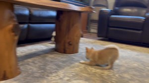 Oh Arlo, he just wants to play! Arlo is always the first to insist on playing, and it usually works! Usually all his hard work pays off, but how do you tell that adorable face no one wants to play?! The munchkin is simply too cute! | Bowtie Pomsky