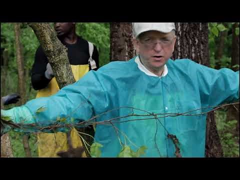 How to Remove a Mature Poison Ivy Plant From a Tree