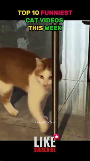 TOP 10 FUNNIEST CATS (this week)