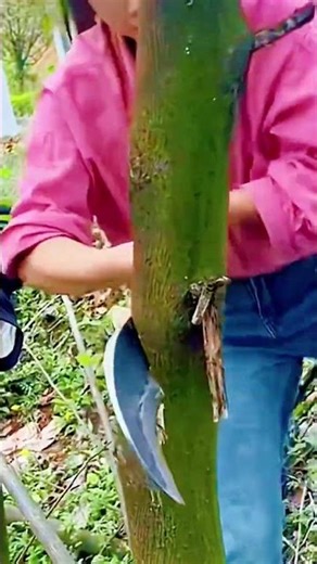 technique for cutting down tree trunks with a machete #shorts