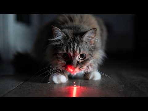 Laser Pointer Game for Cats 🔴 4 Hours Cat TV | Keep Your Cat Entertained