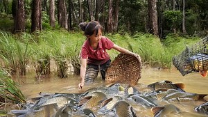 Little Girl Catches Giant Fish | She Uses a Unique Hand-Fishing Method to Catch Many Big Fish | Court Shows