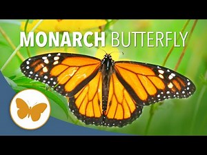The Amazing Migration of the Monarch Butterfly