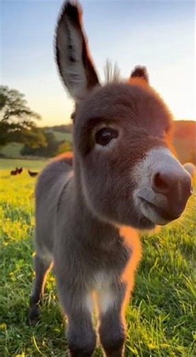 Cute Baby Donkey Running in Golden Field | Adorable Farm Animal Video