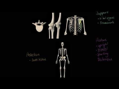 OCR GCSE PE - Functions of the Skeleton