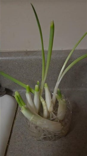 How to grow spring onions in bottle #planting #shorts