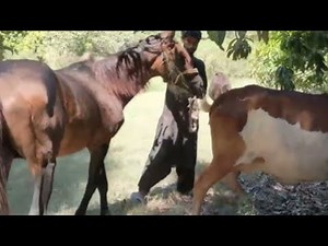 "Mustang Horse Interacts with Cow | Horse Showing Playful Behavior | Horse Breeding Moments"