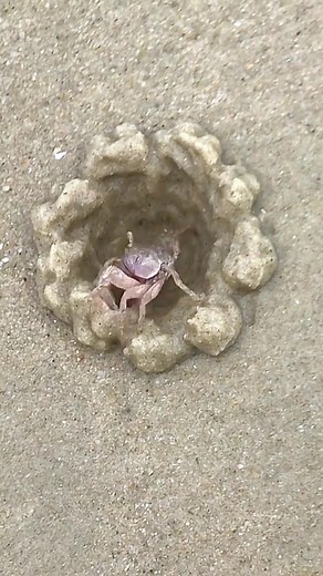 Cute Crab Digging a Hole | Funny Crab Moments