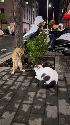 Cute fight 🤣 #catlovers #reels #viral | The Daily Meow