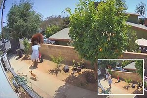 Crazy moment woman PUSHES BEAR off garden wall to stop it mauling dogs