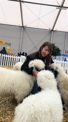 246 reactions · 12 shares | VALAIS BLACKNOSE SHEEP DISPLAYING THEIR...
