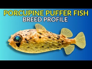 Porcupine Puffer Fish Care Guide | Tank Setup Feeding Behaviour & Lifespan