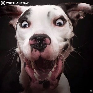 108K views · 673 reactions | Ha Ha! This dog's faces will make your day! | I Love Paws | Facebook