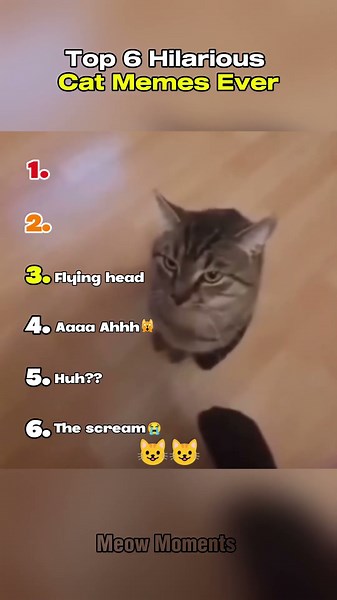 Top 6 Hilarious Cat Memes Ever #shorts