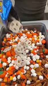 39K views · 24 reactions | scrumptious fall snack is so easy fall chex mix with all the best ingredients thanks for watching! this video was produced by Network Media and Jacky P | Life's More Fun This Way | Facebook