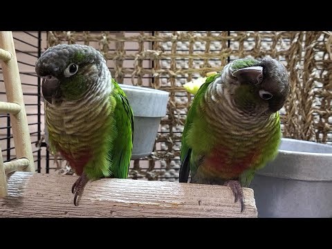 7 hours of conure parakeet singing and calling sounds