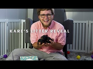 Kare's F1 Cavapoo Puppies | Litter Reveal!