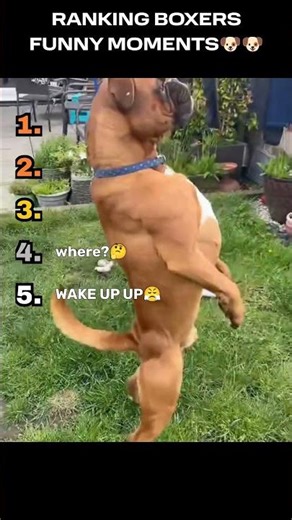 RANKING BOXERS FUNNY MOMENTS 😂🐶🥊 #Shorts #BoxerDog #FunnyDogs