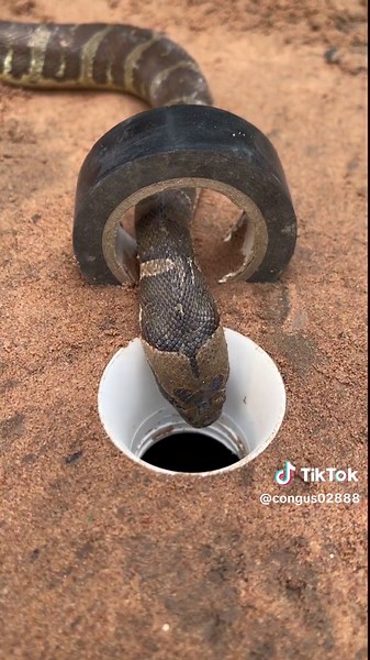 DIY snake trap using Hong soon #snaketrap #trap #snake