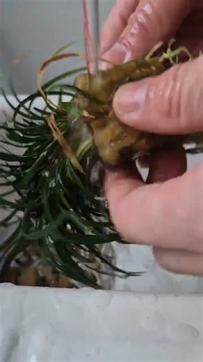 Part 12 - Putting new plants in my new Exo-Terra 30x30x60cm Paludarium