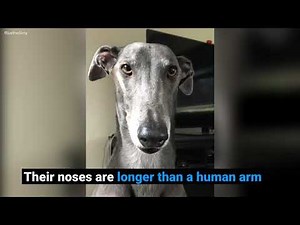 10 surprising facts about greyhounds