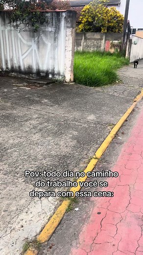 Cachorro atormenta dono todo dia ao ir trabalhar