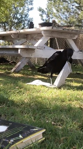 Corvids are smarty-pants animals, and Forrest the white necked raven has always been one of the smartest birds I know. This was an early video from 2016 when he first learned to place items on a target, and we taught him to generalize this anything we cued him. Even more cumbersome items, like hand towels 😆 Ravens are the only non-primate animals that use gestures. They use their beaks to point to items. These are called deictic gestures. Even observations of comparable gestures in primates are