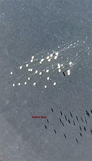 Lacewing larvae. #lacewigs #eggs