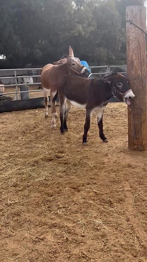 13 reactions | #Burros Kentucky | Mulecabasinus Equus | Facebook