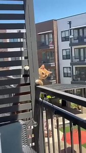 4.8K views · 266 reactions | I wasn't a cat person before but 梁 | Studio Ghibli, Japan and Anime Fans | Facebook