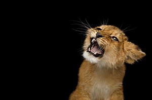 ‘The Lion King’ in real life